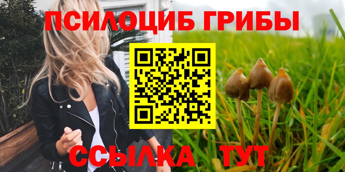 Псилоцибиновые грибы Psilocybe Саяногорск